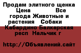 Продам элитного щенка › Цена ­ 30 000 - Все города Животные и растения » Собаки   . Кабардино-Балкарская респ.,Нальчик г.